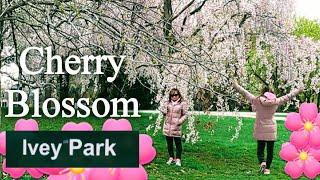 Ivey Park Cherry Blossom Season @VilmasTravels