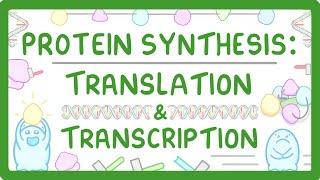 How are Proteins Made? - Transcription and Translation Explained #66