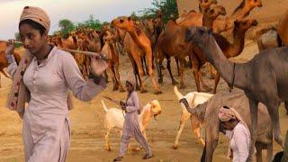 Cholistan Desert Village life Desert Woman Morning Routine and Beautiful view