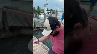 Feeding the tarpon @ Robbie’s in the Keys. #fish #keys #vacation #explore