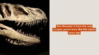 Did You Know? Incredible Sinraptor Facts For Kids