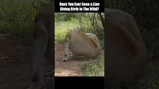 Have You Ever Seen a Lion Giving Birth In The Wild?? #short #Animal Secrets #animal