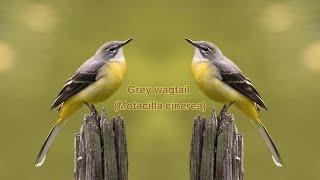 Grey Wagtail Insights (Motacilla cinerea) : Your Ultimate Information Source