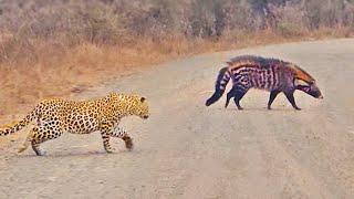 Leopard Stalks Civet in the Middle of the Road