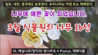 한국의 나무 - 3월 식물원의 나무 16종류 해설, 봄 나무에 예쁜 꽃이 피었습니다.