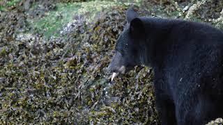 Bear Watching - Tofino Resort + Marina