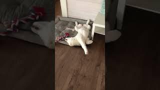 #милота #алабай #Буся #домавместе