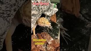 Ящер Цезарь снова в деле #ящерица #животные #видео #шортс #динозавр #россия #охота #отдых #эублефар