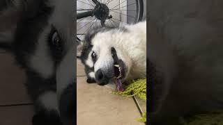 what happen this dog #shortvideo