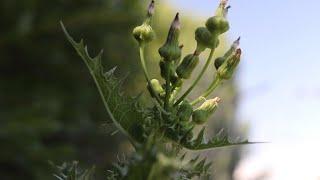 PRICKLY SOW THISTLE (Sonchus asper)