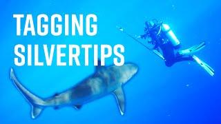 This Is the First Silvertip Shark Tagged In The Red Sea