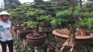 BÁO GIÁ MỘT LOẠT BONSAI CỦA BÀ MỪNG - RẤT NHIỀU TÙNG LA HÁN ĐẸP GIÁ 7 TRIỆU