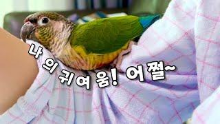 1초도 쉬지않는 너의 귀여움! 어쩔~#귀여움한도초과영상모음 #코뉴어앵무새