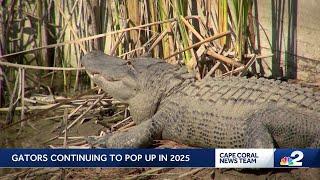 Curious alligator causing concern in Cape Coral neighborhood