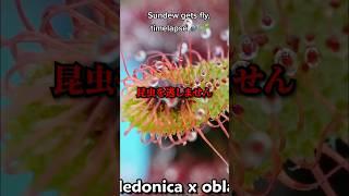 モウセンゴケの原理