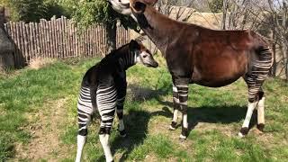 Home Safari - Okapi - Cincinnati Zoo