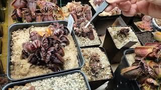 Highland Terrarium Build for Carnivorous Plants, Heliamphora, Nepenthes, Part 7 - March 2022 tour