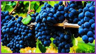 Wine Grape Harvest Technology and Processing Grape Juice | Grape Harvest Machine