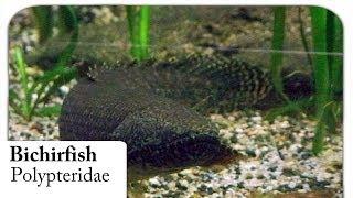 [HD] Bichir Fish / Flösselhecht - Polypteridae