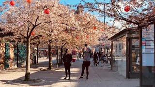 Masthugget, Gothenburg, Sweden. Virtual walk among cherry blossom and busy streets (2:a Långgatan)