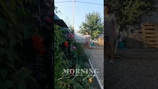 #доброеутро #садоводничество #дачнаяжизнь #садовыйклуб #обзордачи #розарий #дачанаюге #домашнийвлог