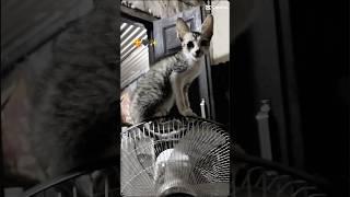 cat is seating on fan#short #shortvideo #tiktok #trending #comedy #funnycats #animalloverforlife