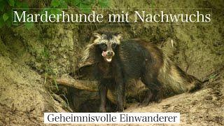 Raccoon Dogs in Germany I Heimliche Marderhunde