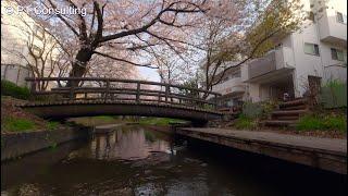 空撮　FPV　神奈川県川崎市「二ヶ領用水宿河原線の桜」　Aerial Shoot above Cherry blossoms at Nikaryou Channel, Kawasaki Japan