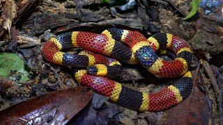 Costa Rica Herping!   Caribbean slopes.