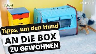 Tipps, wie Sie Ihren Hund an die Box gewöhnenI Dogschool I PETBOOK