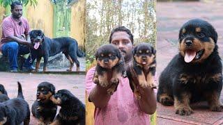 Rottweiler നായക്കുട്ടികൾ കുറഞ്ഞ വിലയിൽ എത്തിച്ചു കൊടുക്കുന്നു KCI certified Rottweiler Puppies