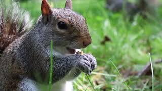 Fauna e Flora do Central Park | Antropologia Americana