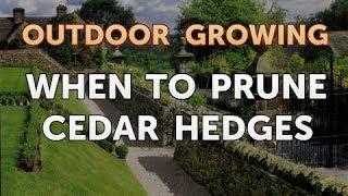 When to Prune Cedar Hedges