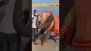 HARI BOL!  LITTLE CUTE ELEPHANT DANCING 