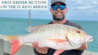 the BEST FL KEYS bridge FISHING TRIP! my first KEEPER MUTTON on the BRIDGE. #mustwatch