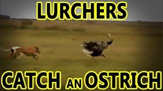 Lurchers Catch an Ostrich | Working Lurchers