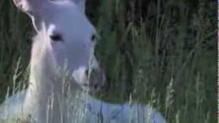 Honey Badger Narrates: The Magical Unicorn