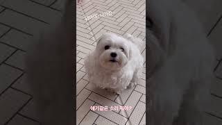 보채기 대마왕 산책 언제 가냐구-  #dog #maltese #강아지