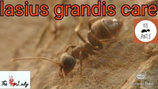 Lasius Grandis Care