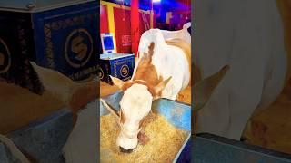MashAllah  #cow #qurbani2025 #eid #bakra #animals #camel #bakraeid #eiduladha