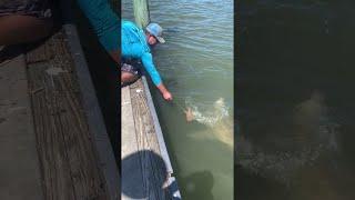 Feeding Sharks From the Dock || ViralHog