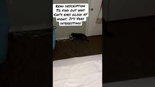 Why Do Cat’s Eyes Glow At Night #cat #kitty #gatos