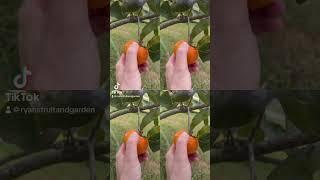 Cob webs, bird pecks, black spots - Persimmons are the real fall spooky fruit!  #persimmon #food