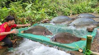 The boy used a green net to make a fish trap in the stream and unexpectedly caught many big fish.