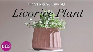 Everything You Need to Know About Licorice Plants | Plant Encyclopedia | Better Homes & Gardens