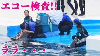 ララのエコー検査!! 鴨川シーワールド シャチ KamogawaSeaWorld  orca killerwhale