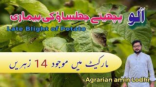 New Chemicals Against Late Blight of Potatoes || Best Fungicide || 2024 || Agrarian Amin Lodhi