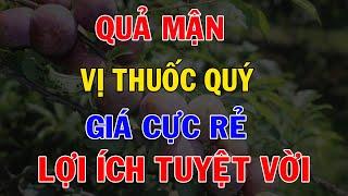 Trái Mận Nhỏ – Lợi Ích Lớn! Bí Quyết Sống Khỏe Mỗi Ngày Mà Không Cần Đến Thuốc