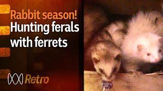 Ferrets hunting feral rabbits in country Australia (1989) | RetroFocus | ABC Australia