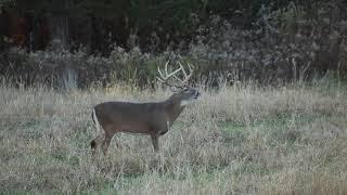 Whitetail Buck Lip Curl at Oak Creek Whitetail Ranch